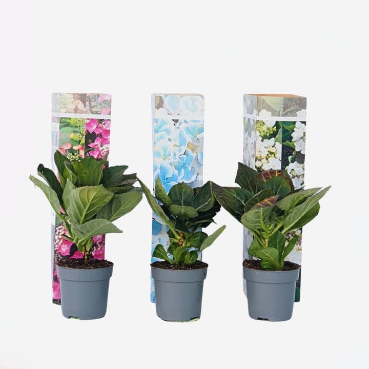 Oasis of Life - Wholesale Live Plant - Hydrangea Hortensia – 3 plants – Hydrangea macrophylla – Height 25–40cm – Ø9cm – Colorful lacecap hydrangea with large flower heads – Hardy & easy to care for – For garden, bed & pot6