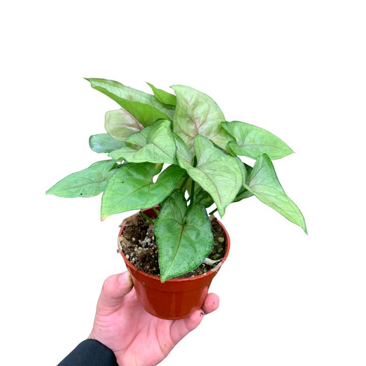 Flow State - Wholesale Live Plant - 4" Syngonium Pink Allusion (Arrowhead Plant) – Live Plant1