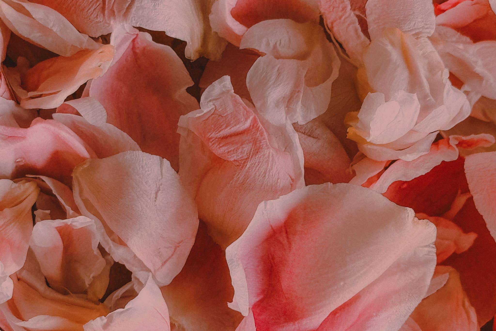 LaB.OTANICA - Wholesale Face & Body Mist/Water - Clear-voyant Rose1