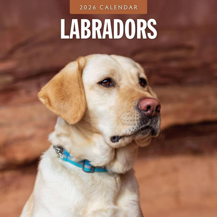 Red Robin 2026 Labradors Monthly Wall Calendar for wholesale by MiddleGift