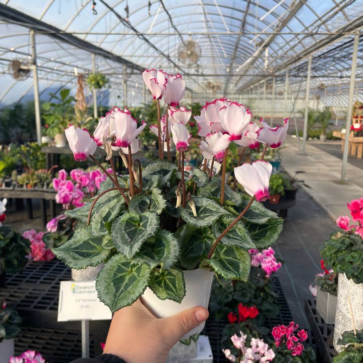 Thorsen's Greenhouse - Wholesale Live Plant - Blooming Cyclamen - Assorted Color - 6" Live Plant