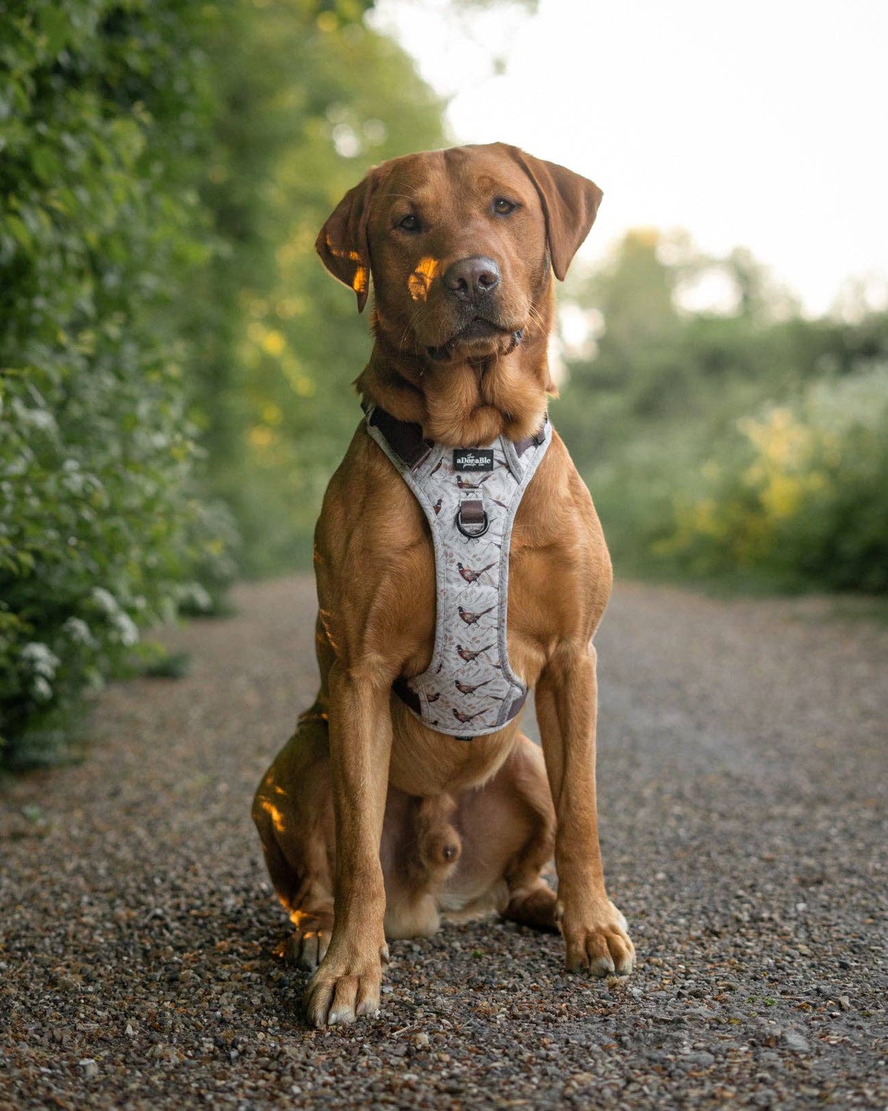 The aDoraBle Pooch Company - Wholesale Tuig voor huisdieren - Hond - Hike & Go™ Harnas - Farmland Fazant4