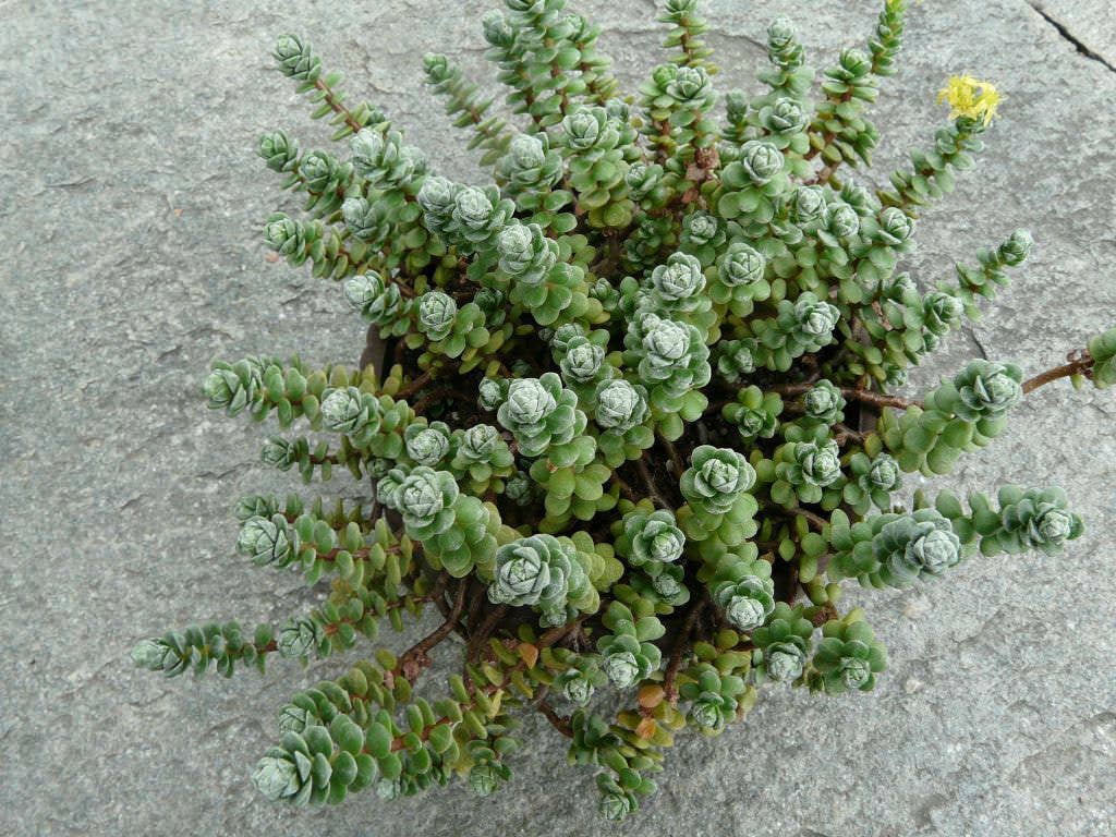Best Plant Friend - Wholesale Succulent - Oaxacan Stonecrop - Sedum oaxacanum | 2-inch Grower Pot0