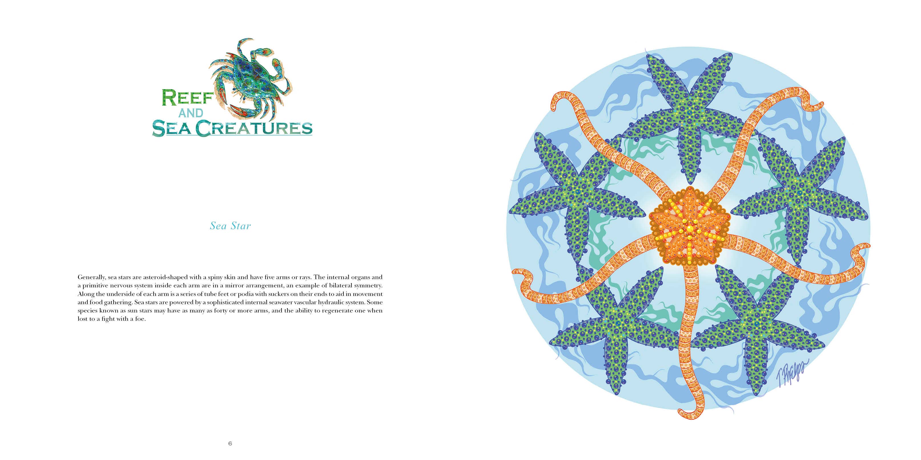 REDFeather - Venta al por mayor Nature & Outdoors - Naturaleza Mandalas Maravillas de la Tierra, Viento y Mar2