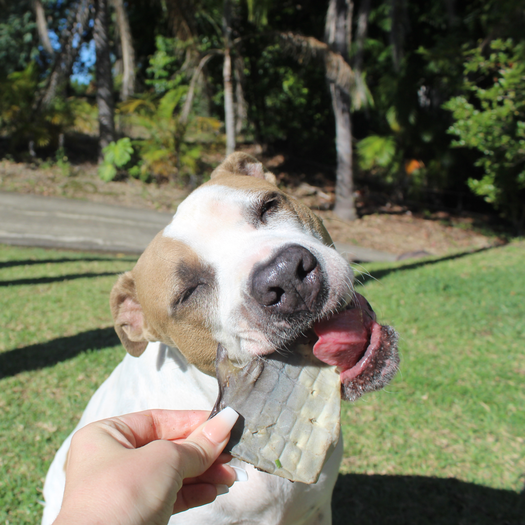 Rover Pet Products - Vente Friandises – chien - Sumthn' Fishee - Peau de requin7