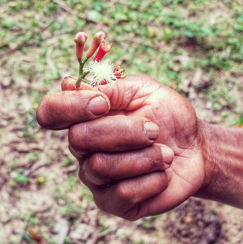 Burlap & Barrel - Wholesale Dried Spice - Pemba Cloves - Single Origin Spice & Seasoning2