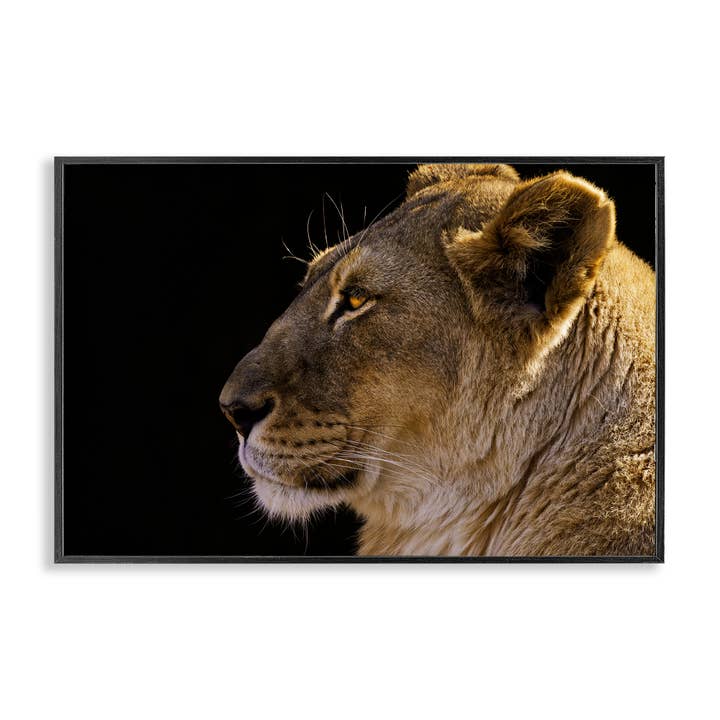 Fierce Lion Looking Left Framed Art for wholesale by Stupell Industries