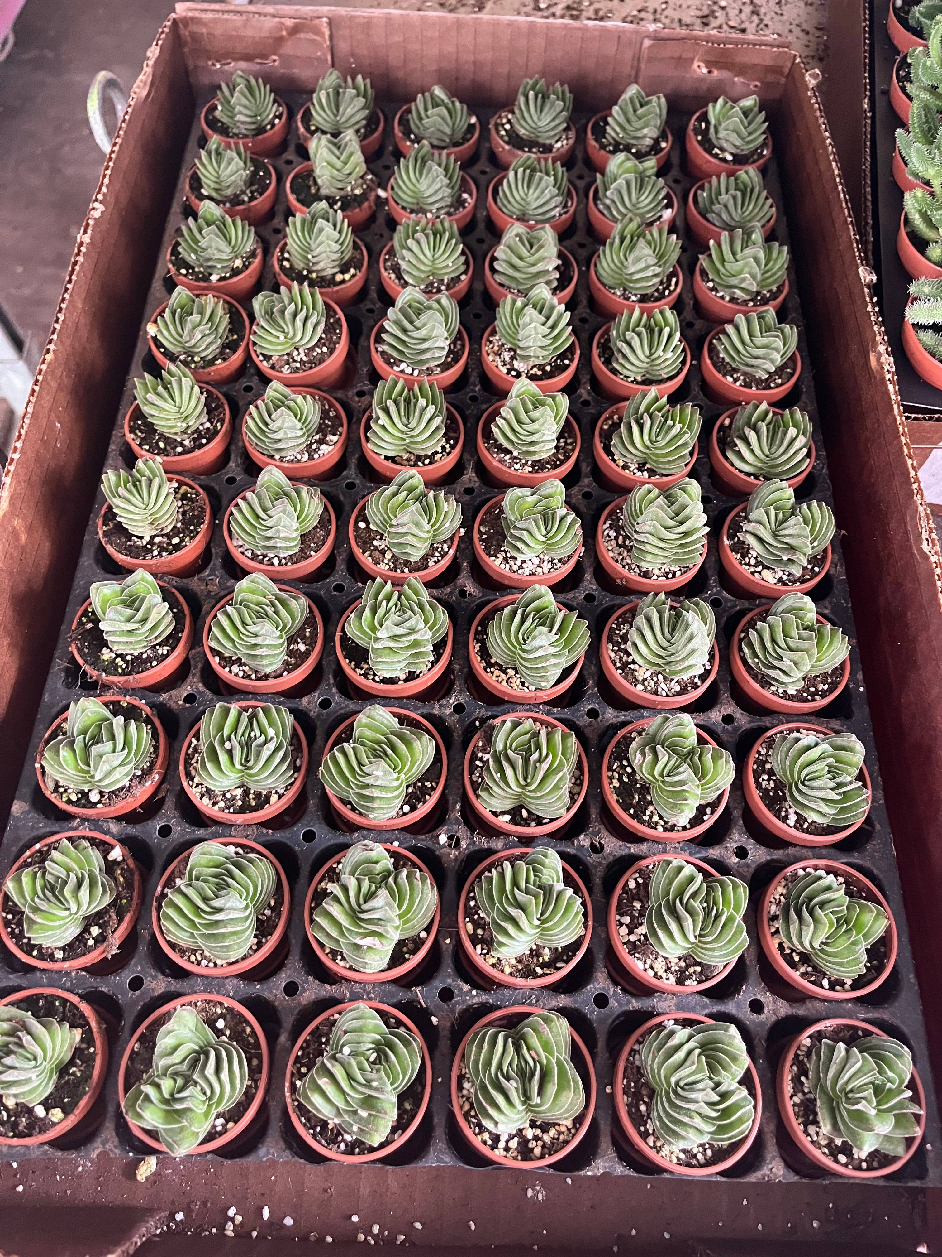 Succulents & Such, Inc. - Wholesale Succulent - 1.5" Crassula "Buddha's Temple" Succulent Plant1