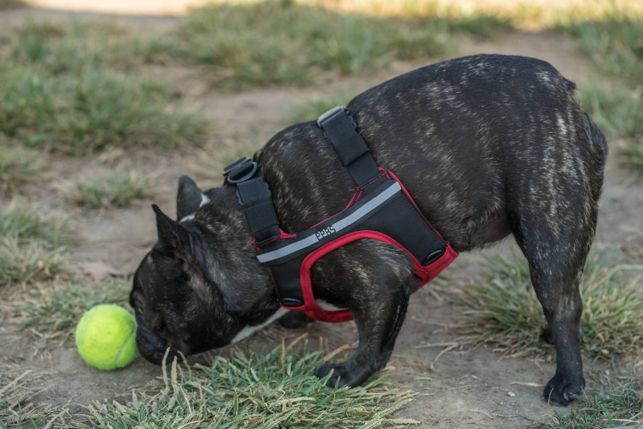 Sleepypod - Vente Harnais – chien - Harnais de voiture Clickit Terrain Plus14