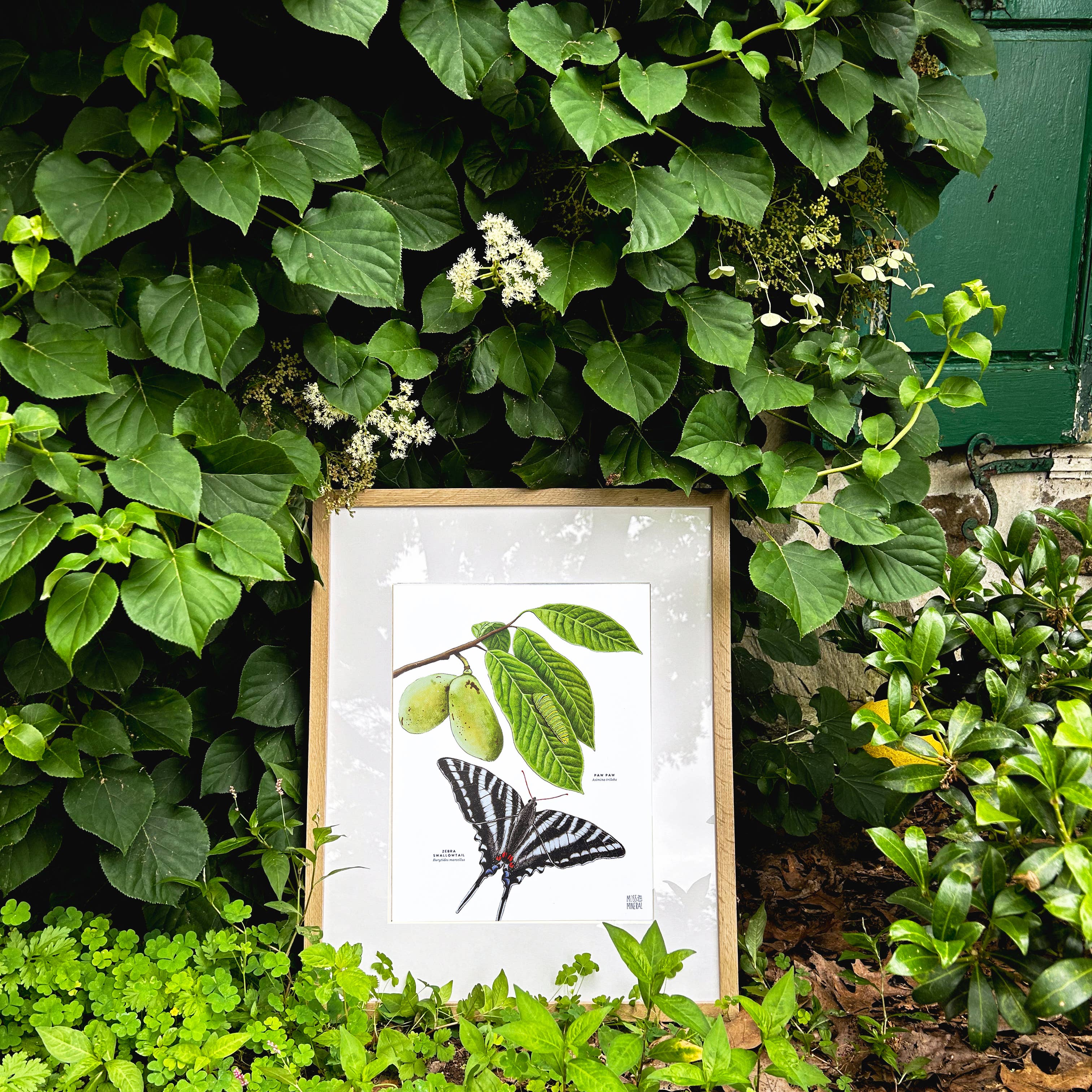 Moss and Mineral - Wholesale Art Print - Zebra Swallowtail Butterfly and Paw Paw, Botanical Illustrat4