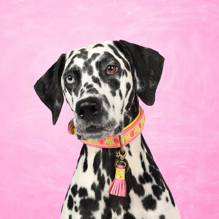 Lotus Dog Collar and other Purchase Wholesale lotus klocka. Free Returns & Net 60 Terms on Faire trending on Faire.