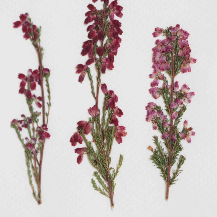 Folium - Maison Botanique - Wholesale Dried/Pressed Flowers - No. 33 · La Bruyère1