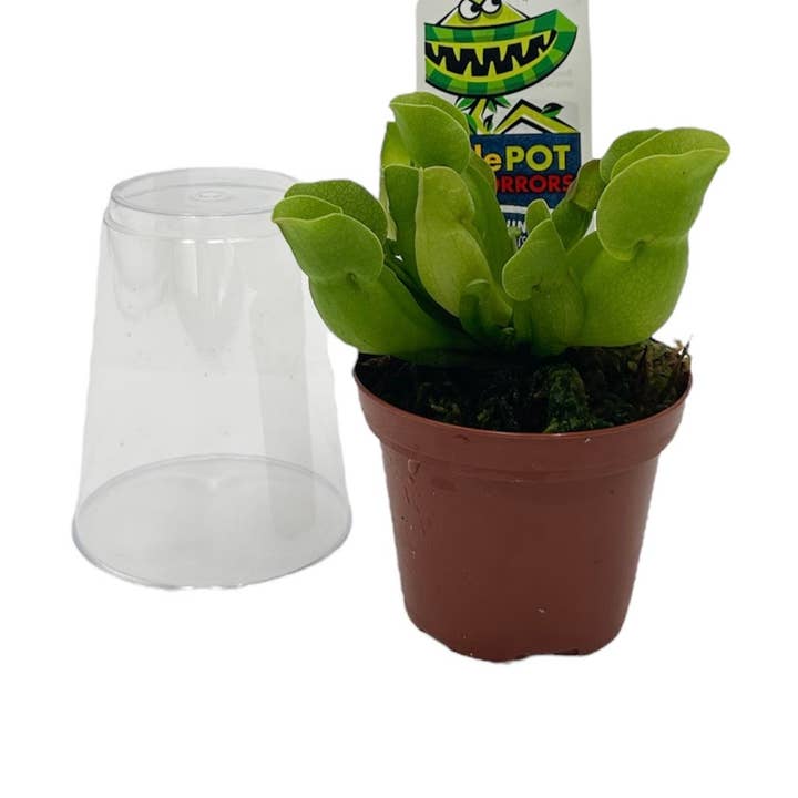 3" Sarracenia Pitcher Plant - Assorted for wholesale by Flori-Design, Inc.
