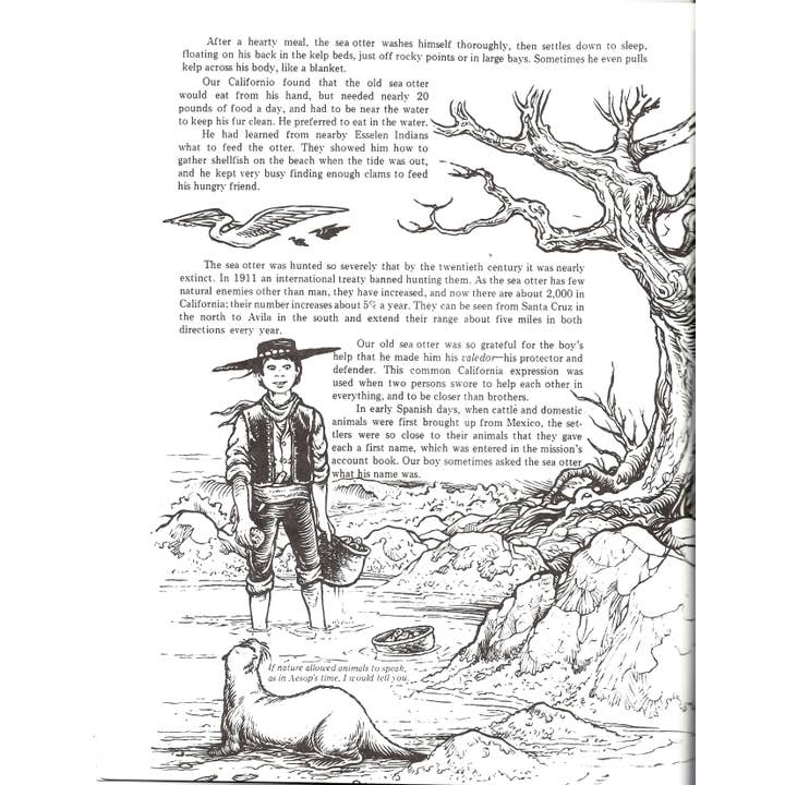 Bellerophon Books - Wholesale Coloring & Activity Book - Kids & Baby - Dos Californios1