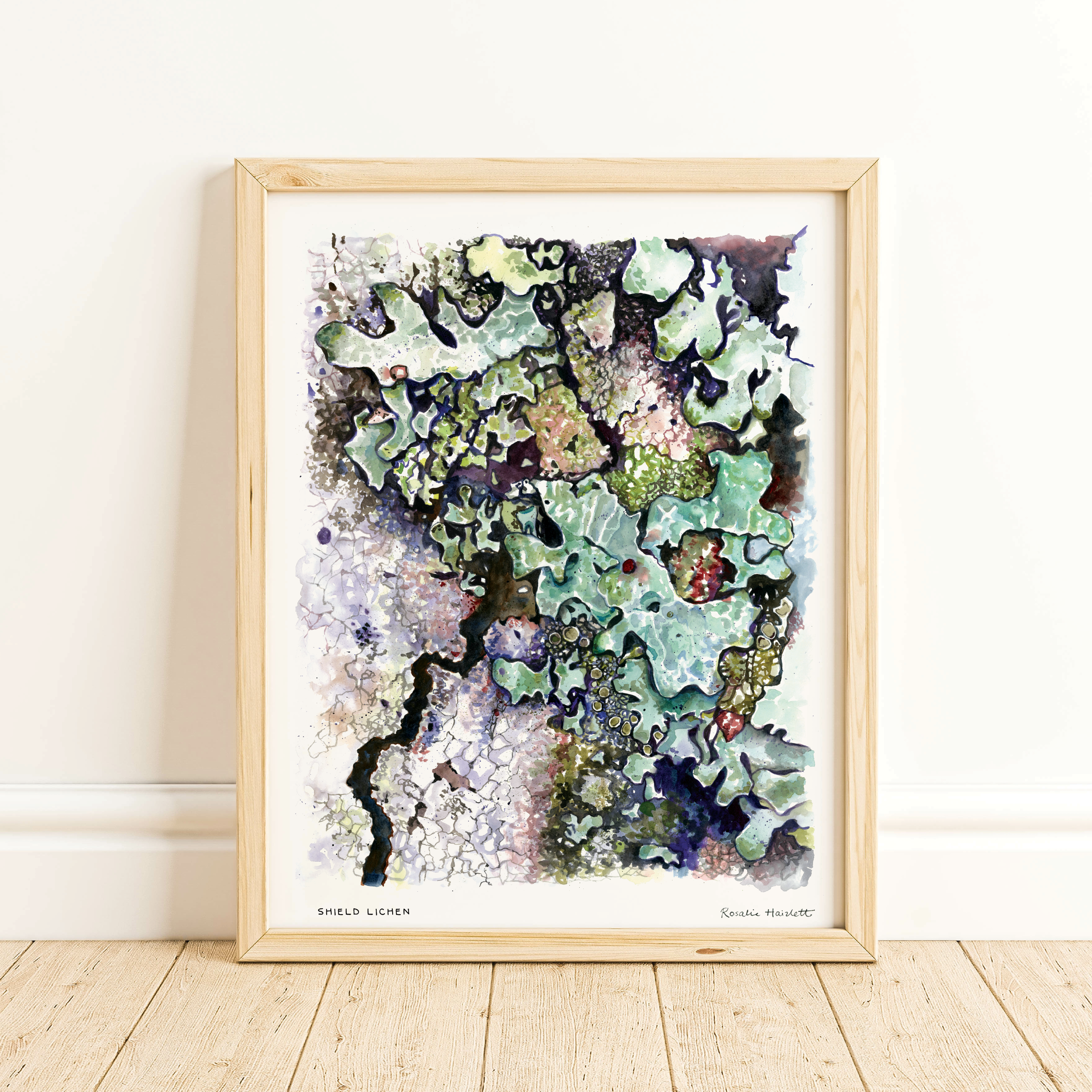 Rosalie Haizlett Illustration - Wholesale Art Print - Green Shield Lichen Watercolor Art Print1