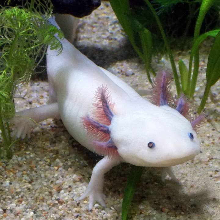 TropicZone - Vente Nourriture – hors chat et chien - Régime Quotidien de Performance Axolotl TropicZone8