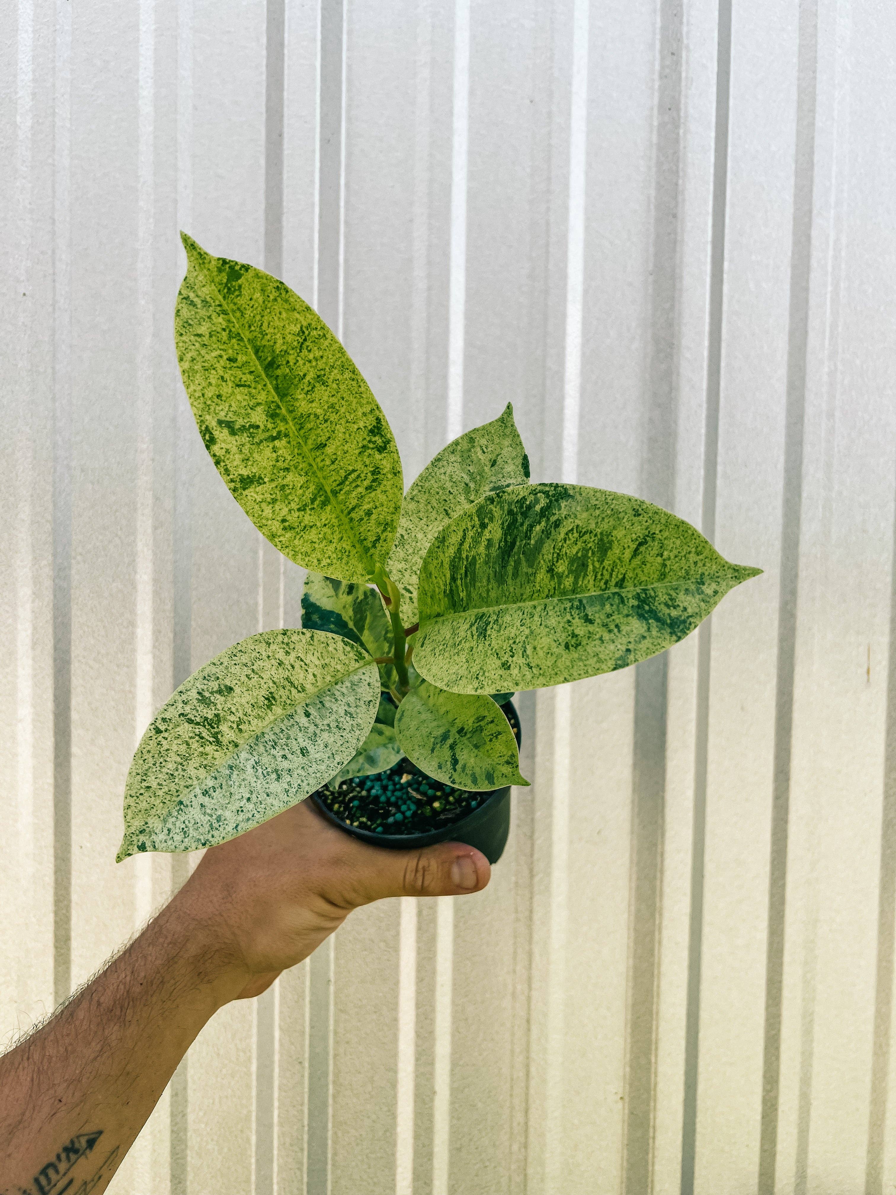 BWH Plant Co - Wholesale Live Plant - 4" Ficus 'Shivereana'