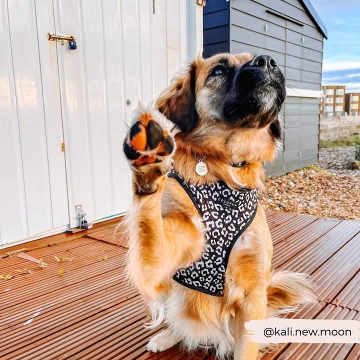 Cocopup London - Vente Harnais – chien - Harnais de cou ajustable léopard noir4