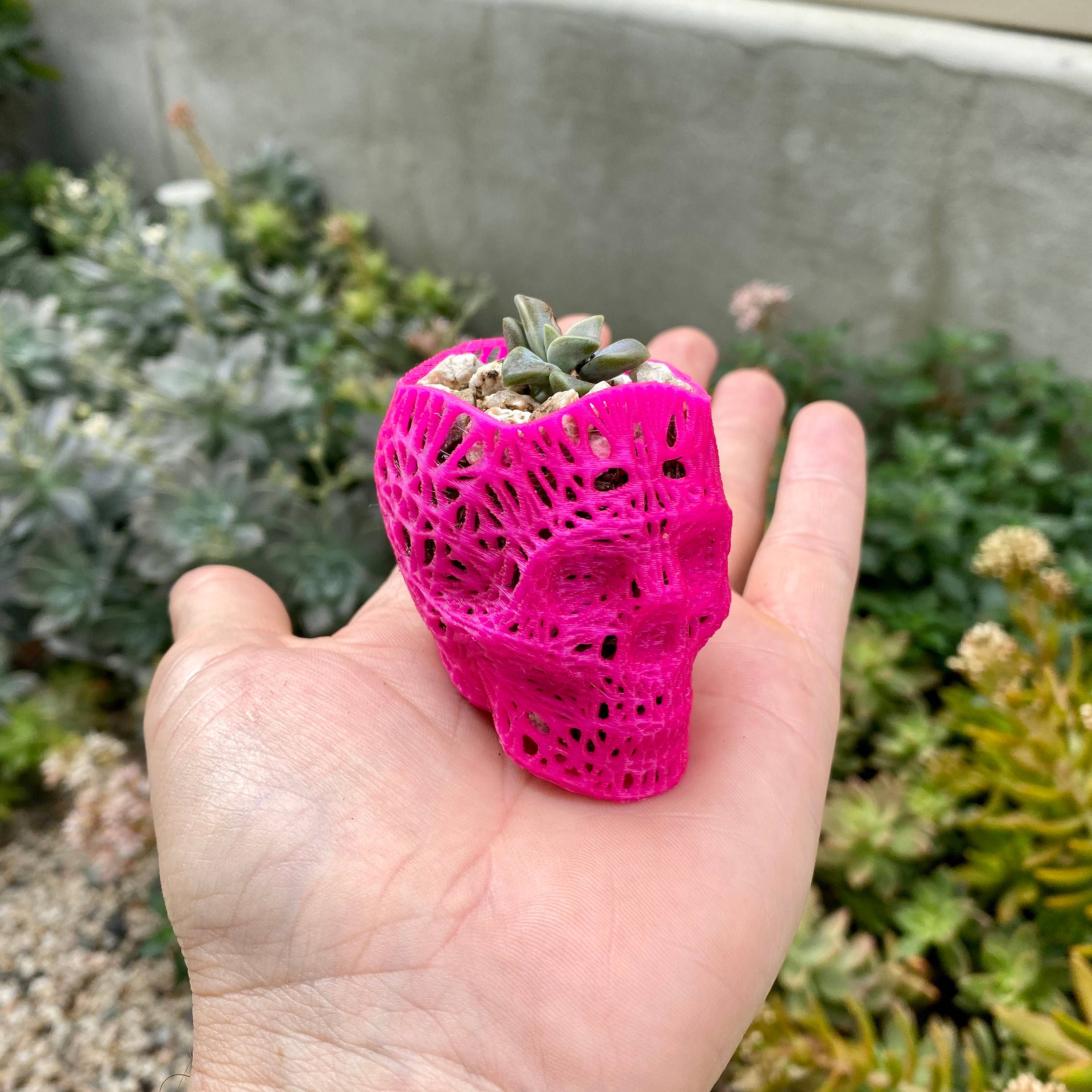 NumanPrints - Wholesale Plant Pot - 3D Printed Succulent Skull Planter Pot Small Indoor9