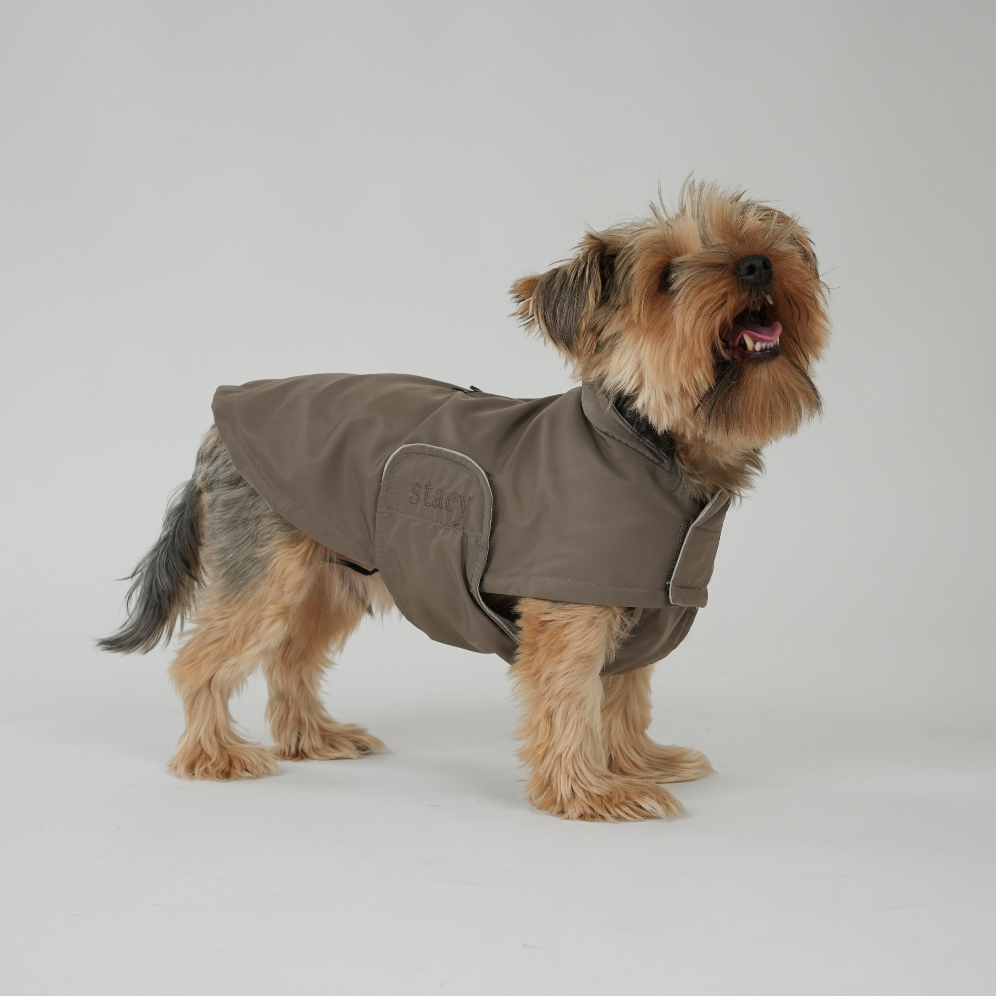 Staey – wholesale Hundjacka - Hund – Hundregnjacka Vega | Taupe (utgången)3