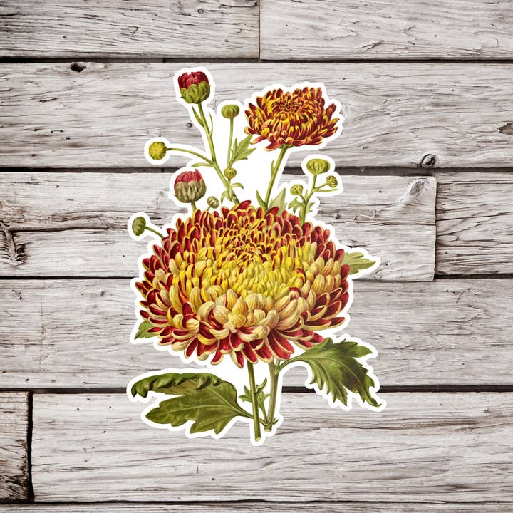 Chrysanthemums Sticker, Flower Sticker, Botanical Sticker for wholesale by NatureCuts