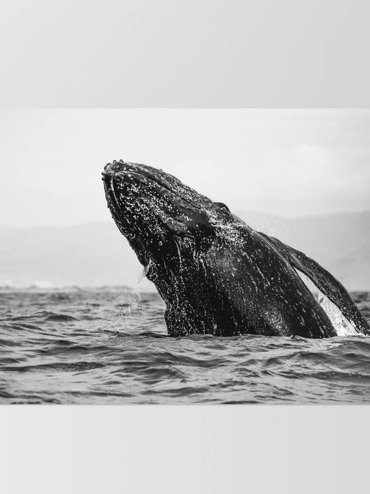 Black & White Whale Art Print. Humpback Ocean Poster Art for wholesale by PRINT AND PROPER