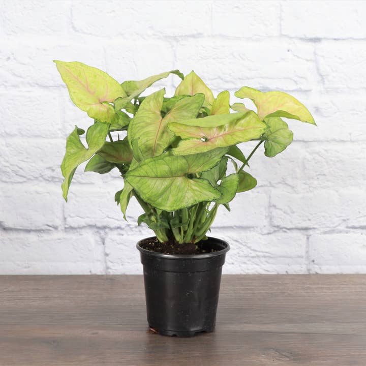 Thorsen's Greenhouse - Wholesale Live Plant - Assorted Butterfly Syngonium - Live Plant