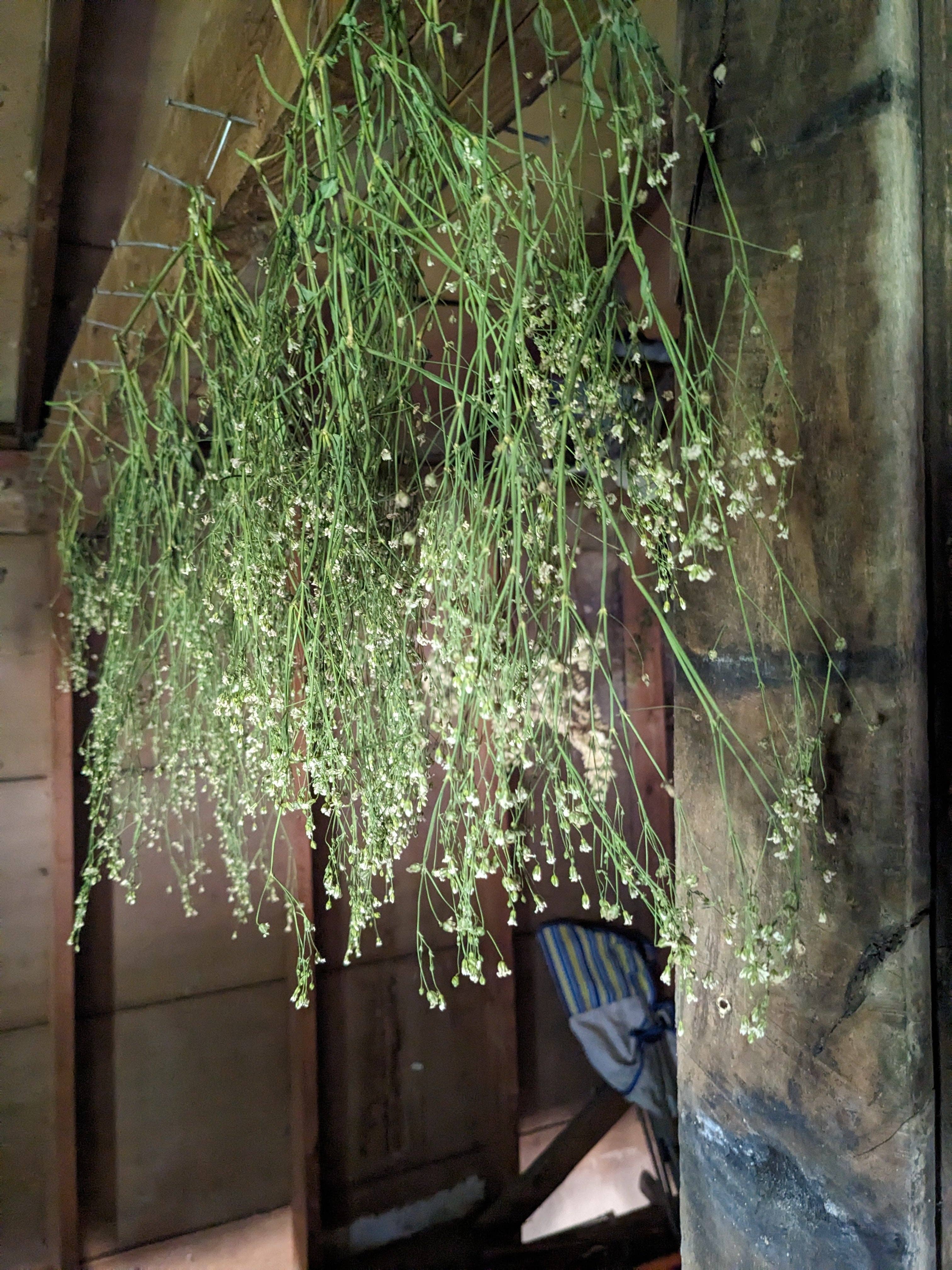 Bentley Seed Co. - Vente Graines de plantes - Paquets de graines de Gypsophile Covent Garden3