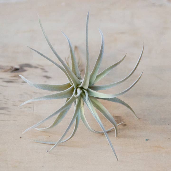 Chive - Wholesale Artificial Plant - Air Plant Artificial Kit - 60 piece Assortment4