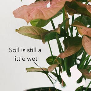 PlantDoc - Wholesale Garden Tool - Single PlantDoc - Cactus1