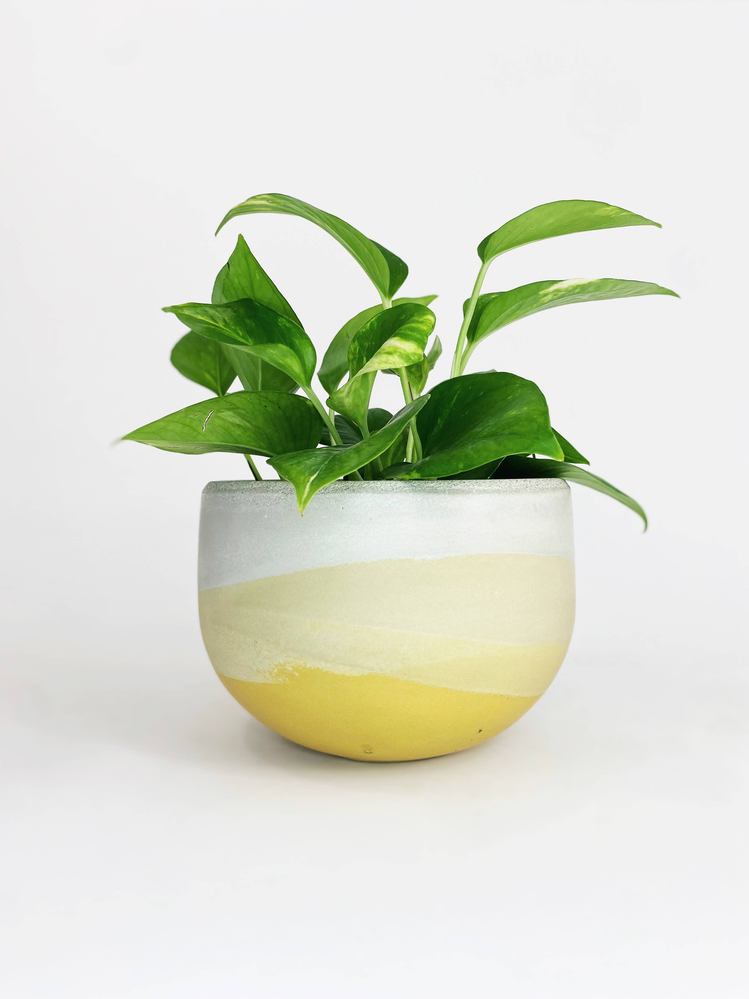 Settlewell - Wholesale Plant Pot - 6" Concrete Bowl Planter / 16 Colors13