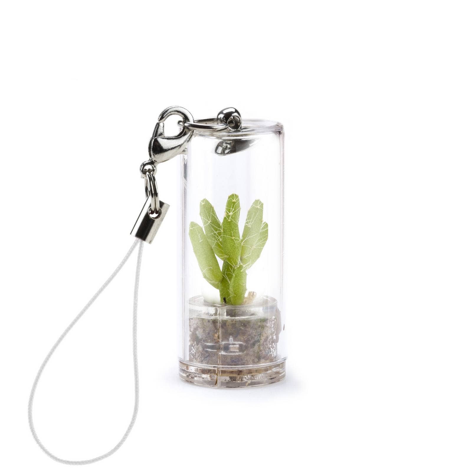 MINÌ®Italia di Luigi Paolicchi - Wholesale Plant Seeds - Minì Box Fun Kira - Mini plant for the brave and the tenacious2