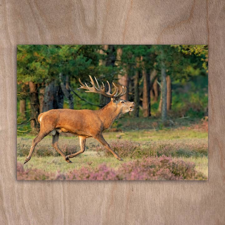 Tarjeta postal Eye0397 Red Deer Röhrend para venta al por mayor de eye-comm