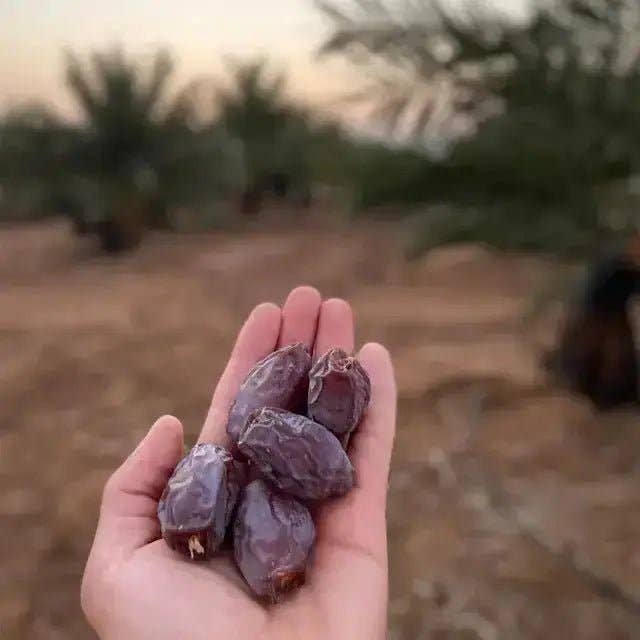 dadelskopen.nl – Fruta seca/desidratada por atacado – Tâmaras Medjoul Premium da Palestina2