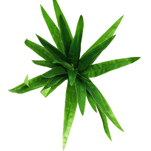 Aloe Vera Stem 30cm for wholesale by Designer Plants AU