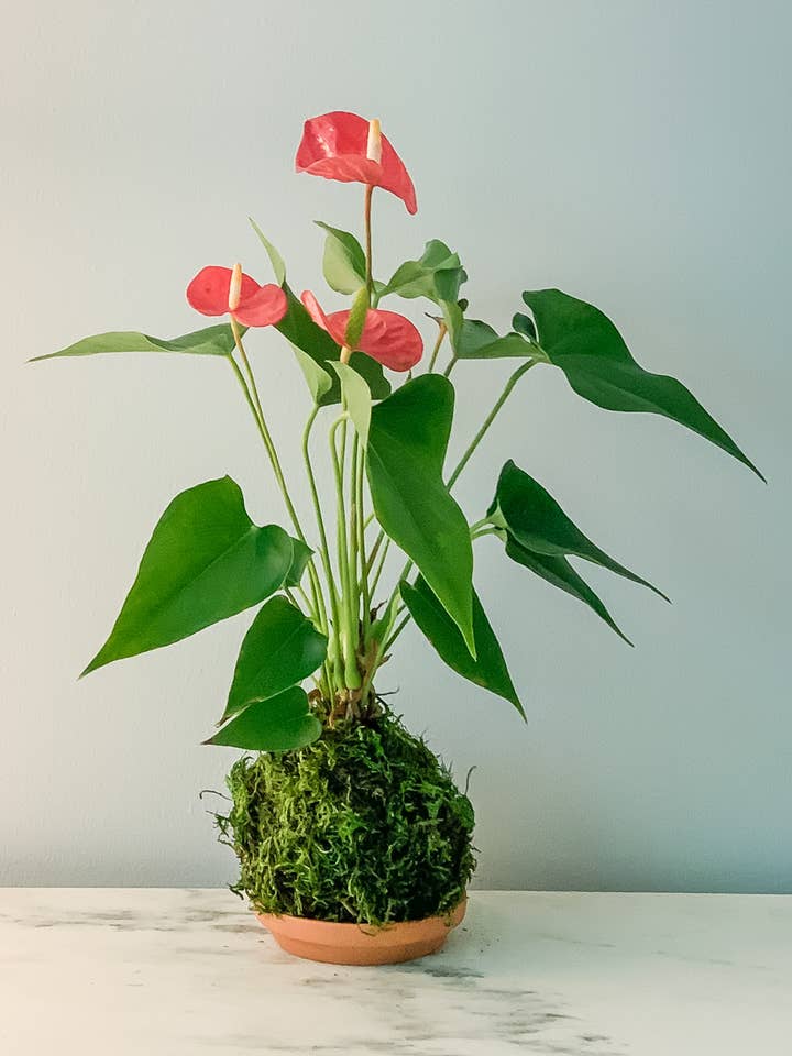 Holiday Plant - Red Anthurium Kokedama for wholesale by White Stable Farms