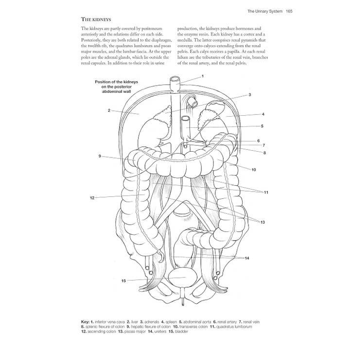 Fox Chapel Publishing - Wholesale Coloring Book - Adult - Complete Anatomy Coloring Book