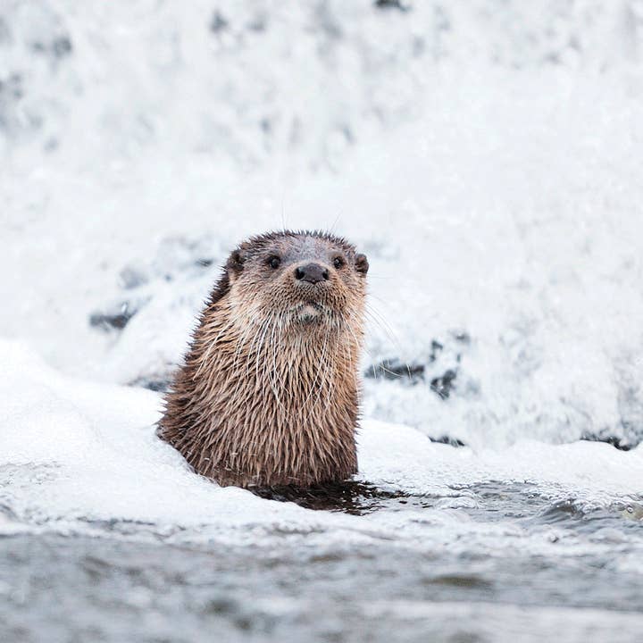 Laurie Campbell Postcard Otter for wholesale by Island Blue Publishing