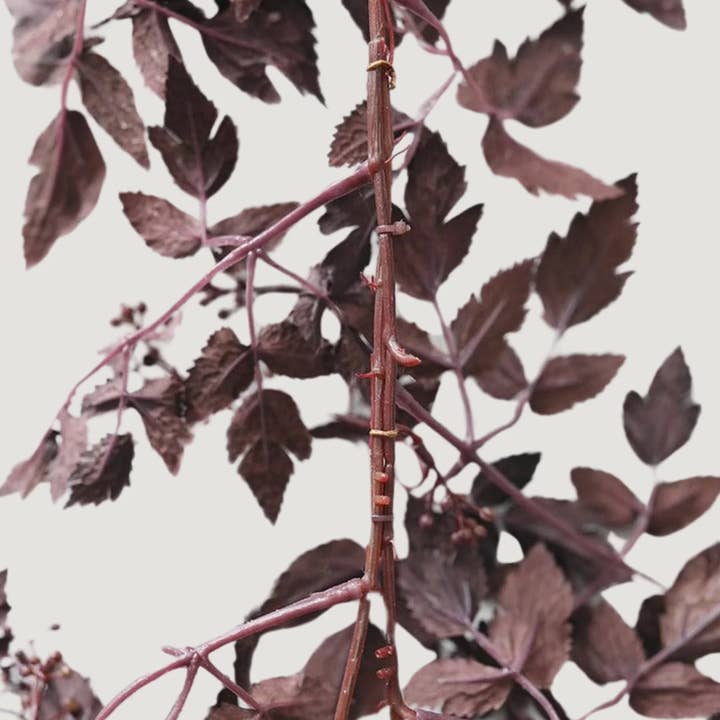 Elan Bazaar - Wholesale Bunting/Garland - 6 Ft Plum Dark Purple Cimicifuga Leaves Fall Autumn Garland3