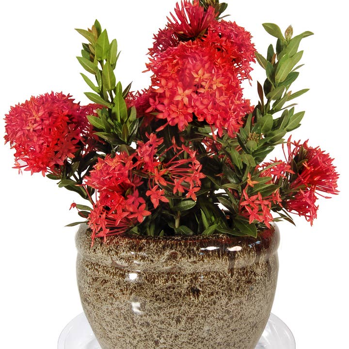 Plastec Products - Vendita all'ingrosso Piattino - Liteline - Sottovaso, 25,4 cm1