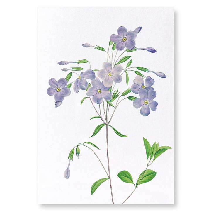 PHLOX: 2xPrints for wholesale by Ezen Trade