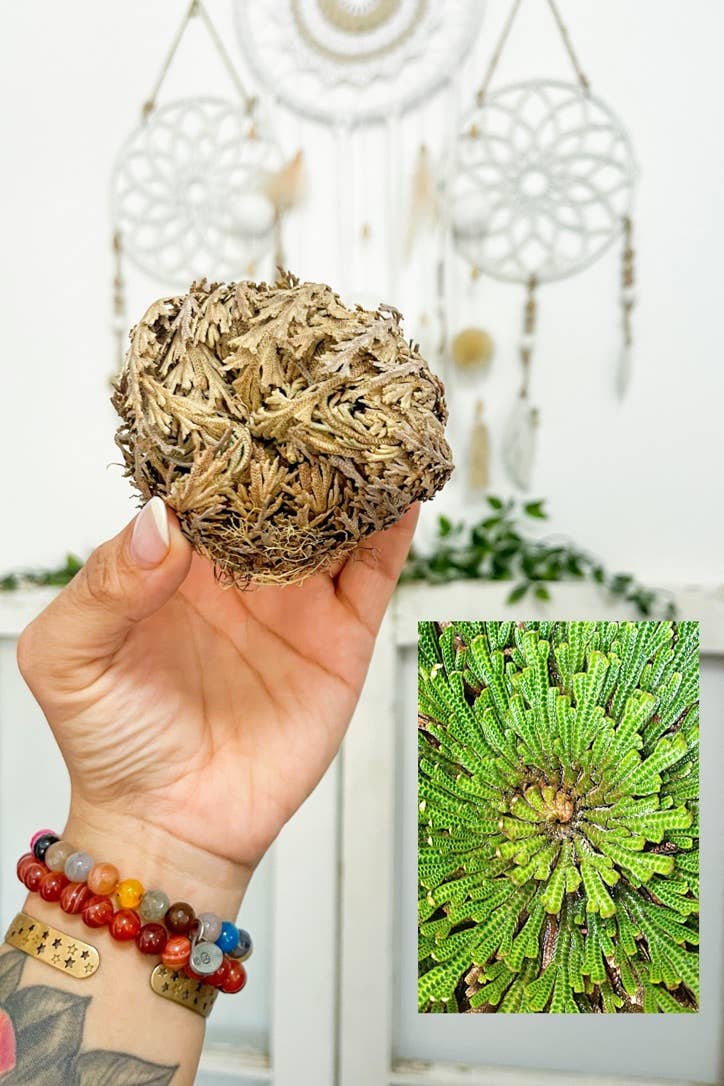 The House Of Gentry - Wholesale Live Plant - Rose Of Jericho