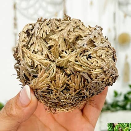 The House Of Gentry - Wholesale Live Plant - Rose Of Jericho 0