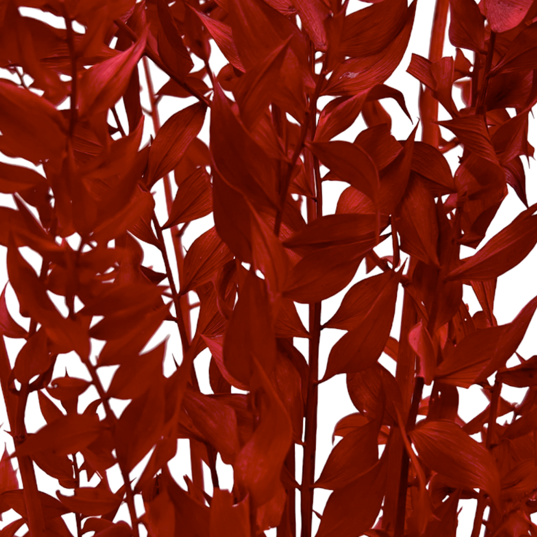 2626 Designs - Vendita all'ingrosso Piante artificiali - Ruscus conservato lungo 56-61 cm5