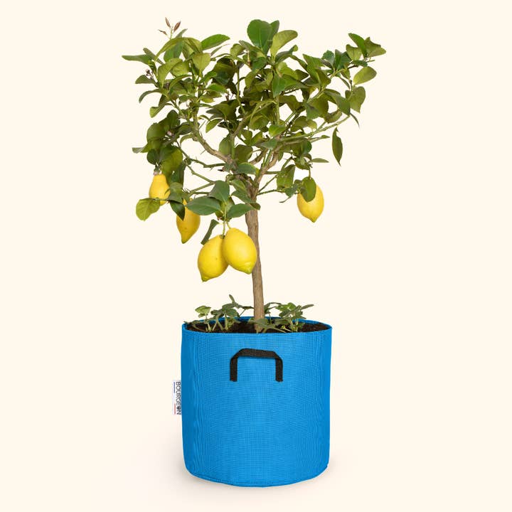 Planting pot in breathable geotextile Ø30cm - Blue for wholesale by Bourgeon