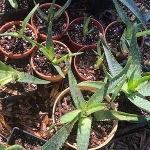Smoke Camp Crafts - Wholesale Live Plant - Aloe Plant, (Aloe barbadensis Miller) 2.5 inch pot