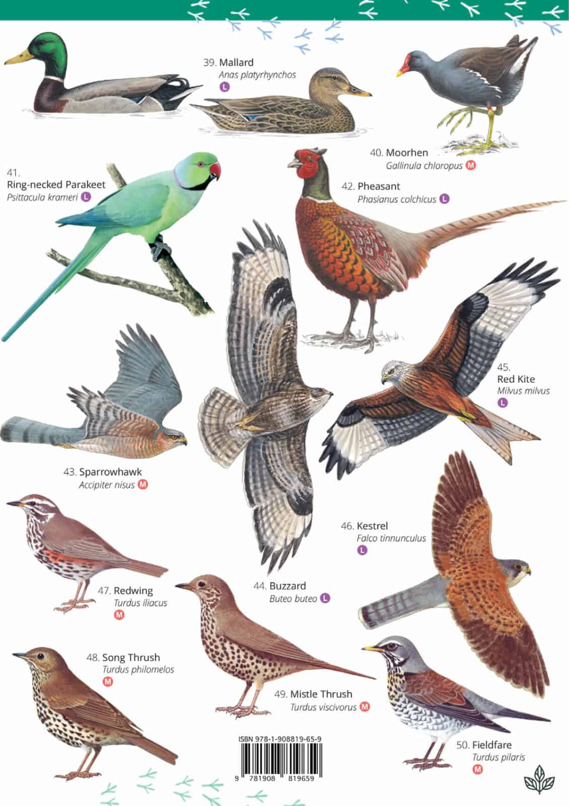 Green Feathers – wholesale Nature and outdoors – Park and Garden Birds Illustrated Chart1