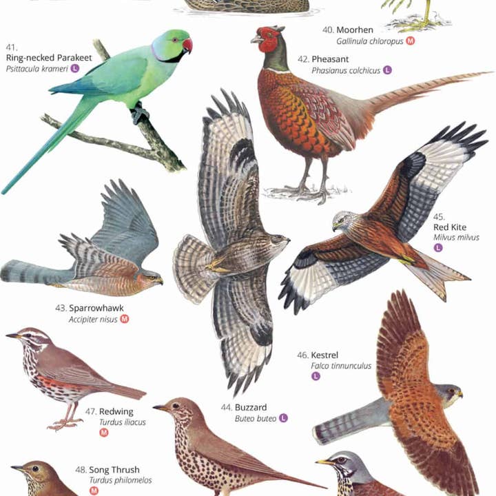 Green Feathers – wholesale Nature and outdoors – Park and Garden Birds Illustrated Chart1