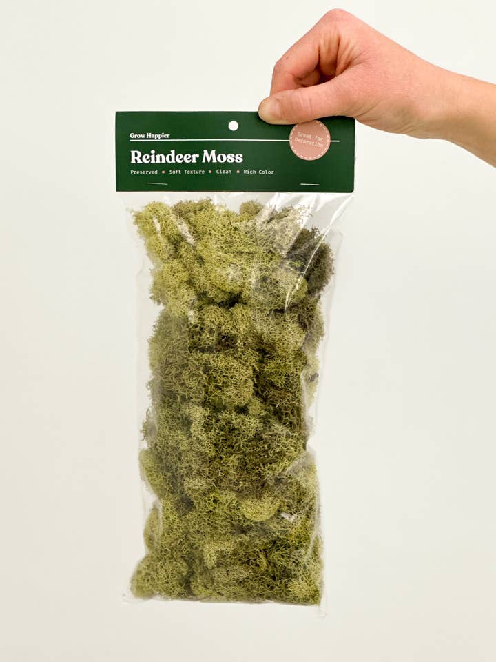 Terrarium Moss - Preserved Dried Reindeer Moss 90g Bag for wholesale by The Plant Supply