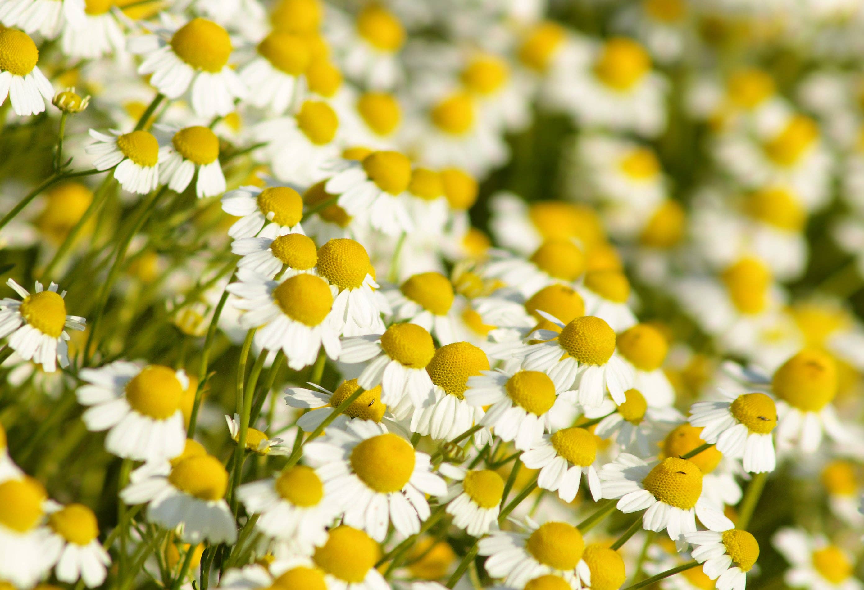 Bentley Seed Co. - Wholesale Plant Seeds - Chamomile Seed Packets5